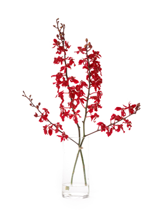 【生花】レナンセラ バンコクビューティレッド