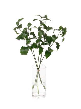 【生花】ルスカス ルスカススパイダー