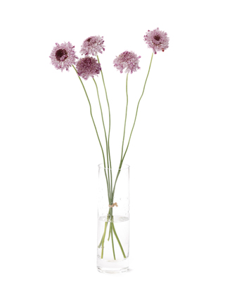 【生花】スカビオサ 碧