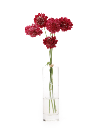 【生花】スカビオサ アップル