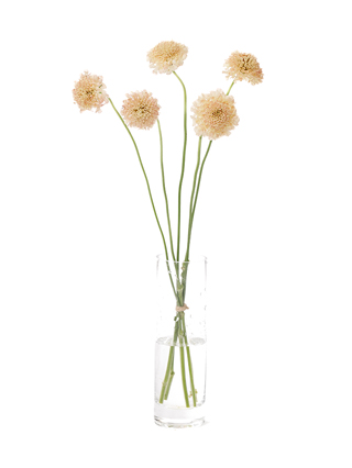 【生花】スカビオサ アプリコット