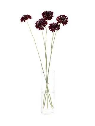 【生花】スカビオサ ブラックナイト