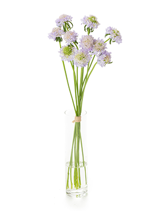 【生花】スカビオサ ラベンダースクープ