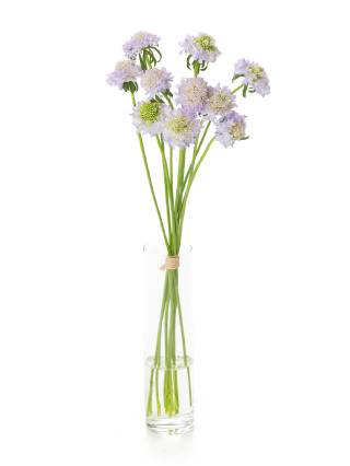 【生花】スカビオサ(薄紫) 品種おまかせ