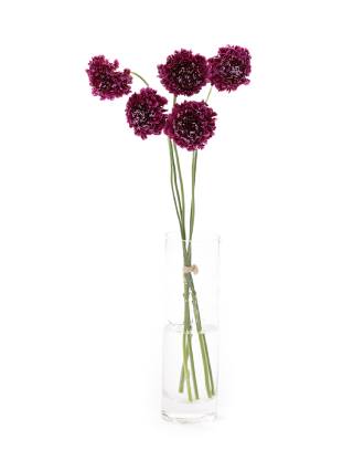生花】スカビオサ(薄紫) 品種おまかせ【40cm/千葉県】｜Flower
