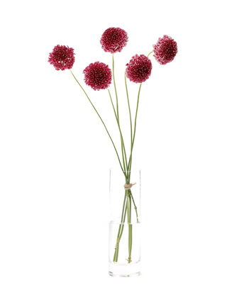 【生花】スカビオサ クイーン