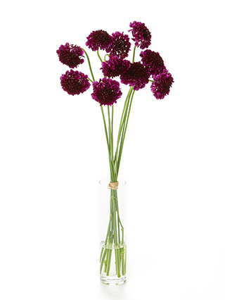 【生花】スカビオサ レッドベルベットスクープ