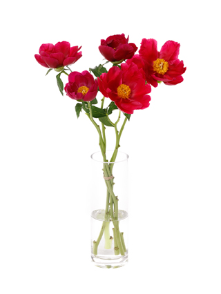 生花】芍薬(ピンク) 品種おまかせ【70cm/長野県】｜Flower Smith