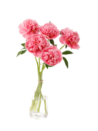 【生花】芍薬 エッチドサーモン