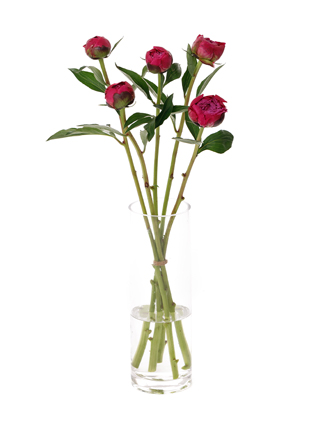 【生花】芍薬 小島の輝