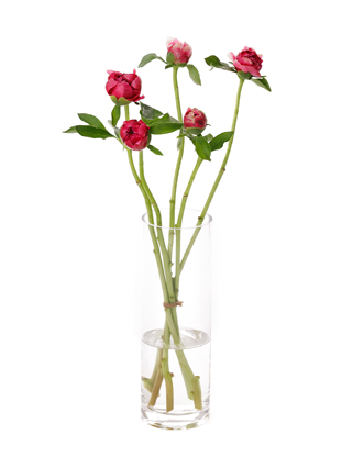 【生花】芍薬 メアリージョーリガー