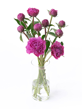 【入荷花材】芍薬(濃ピンク) 品種おまかせ　※花サイズ小