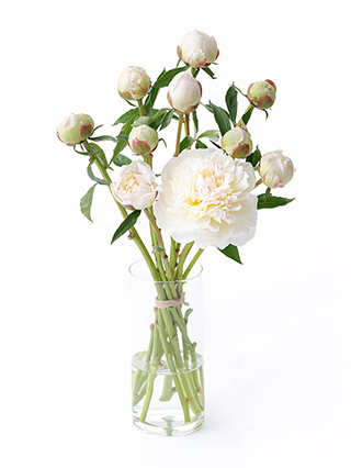 【入荷花材】芍薬(白) 品種おまかせ　※花サイズ小