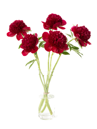 楽天市場】芍薬 白 花束の通販