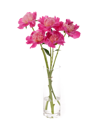 【生花】芍薬 サンタフェ