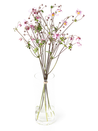 【生花】秋明菊(ピンク) 品種おまかせ