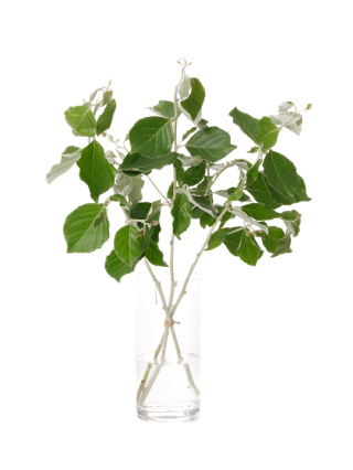 【生花】銀葉グミ