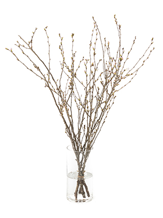 【生花】桜(彼岸)