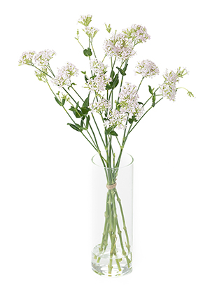 【生花】シレネ サクラコマチ