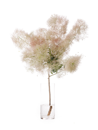 【生花】スモークツリー(赤) 品種おまかせ