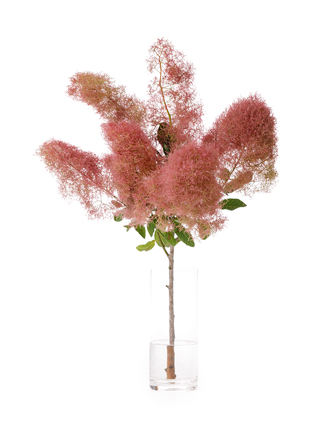 【生花】スモークツリー　ルビーファー