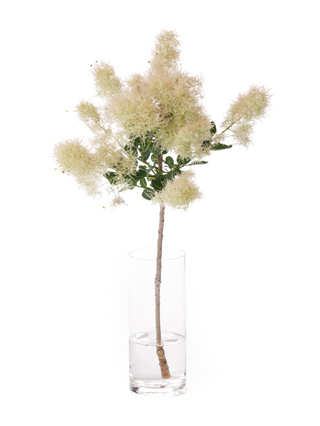 【生花】スモークツリー　ホワイトファー