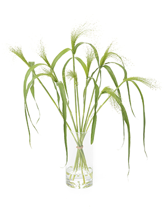 【入荷花材】スモークグラス(緑)　品種おまかせ