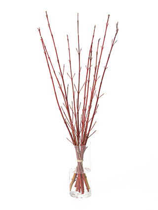 【生花】サンゴミズキ(赤) 品種おまかせ
