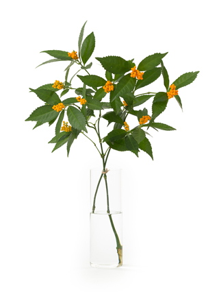 【生花】千両(黄) 品種おまかせ