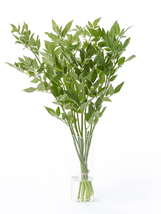 【生花】ソケイ(緑) 品種おまかせ