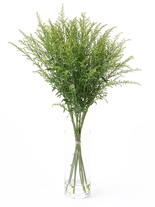 【生花】ソリダコ タラ