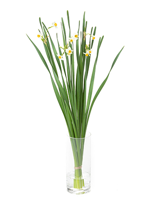 【生花】スイセン 日本水仙