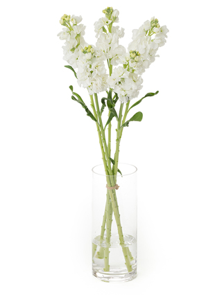 【生花】ストック アイアンホワイト