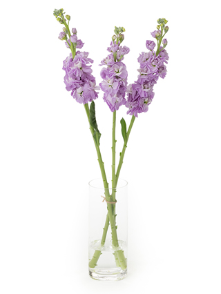 【生花】ストック アイアンマリン