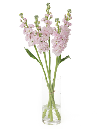 【生花】ストック(薄ピンク) 品種おまかせ