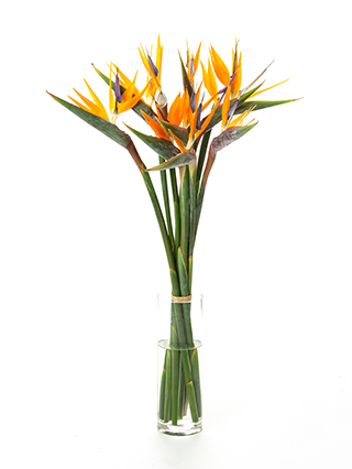 【生花】ストレリチア 品種おまかせ