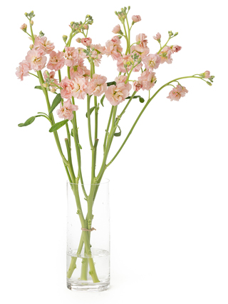 【生花】スプレーストック アプリコットカルテット