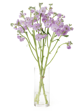 【生花】スプレーストック マリンカルテット