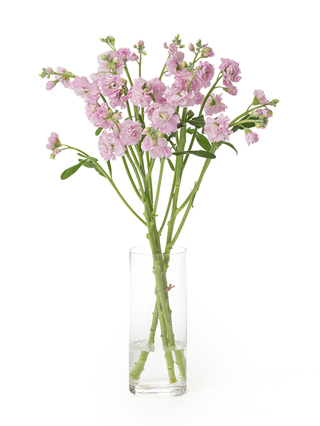 【生花】スプレーストック(薄ピンク) 品種おまかせ