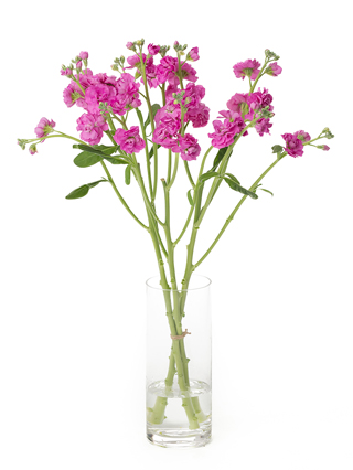 【生花】スプレーストック ローズカルテット