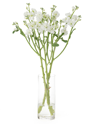 【生花】スプレーストック ホワイトカルテット