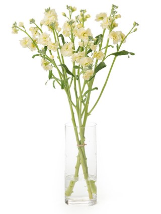 【生花】スプレーストック イエローカルテット