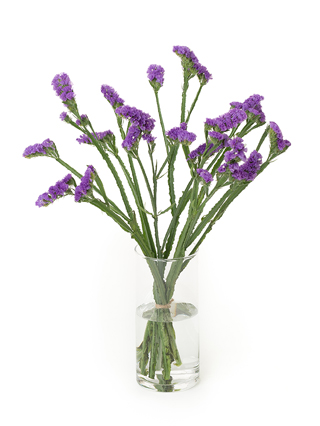 【生花】スターチス(紫) 品種おまかせ【50cm/千葉県】｜Flower 