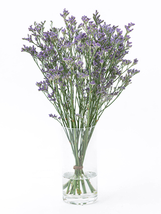 【生花】スターチス(ハイブリッド)紫 品種おまかせ