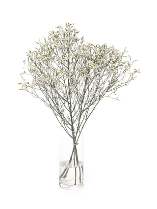 【生花】スターチス(ハイブリッド)白 品種おまかせ