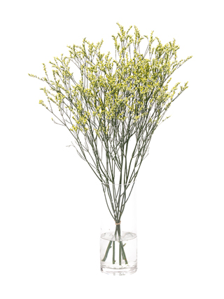 【生花】スターチス(ハイブリッド)黄 品種おまかせ