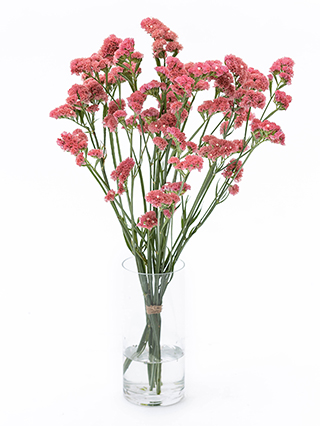 【生花】スターチス 大和の灯