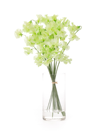 【生花】スイートピー(染め) アップルグリーン