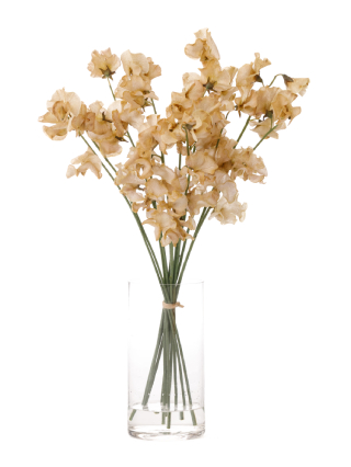 【生花】スイートピー(染め) ブラウン