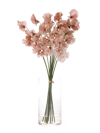 【生花】スイートピー(染め) カフェオレ